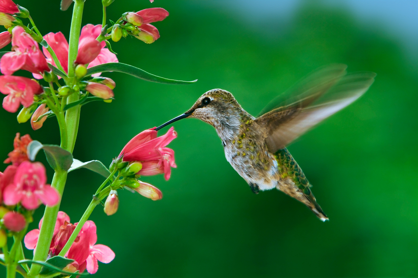 A hummingbird visited flowers.